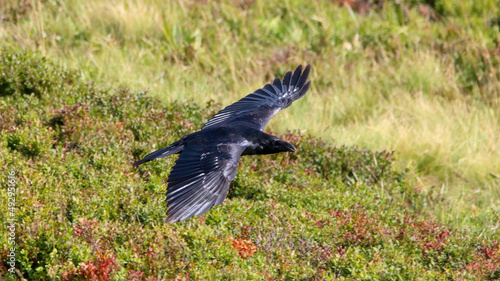 Common raven