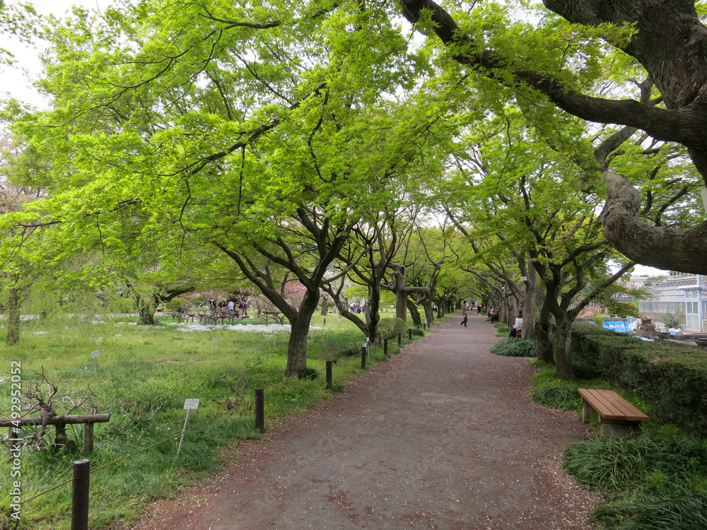 Fototapeta premium Spring time public garden in north Tokyo