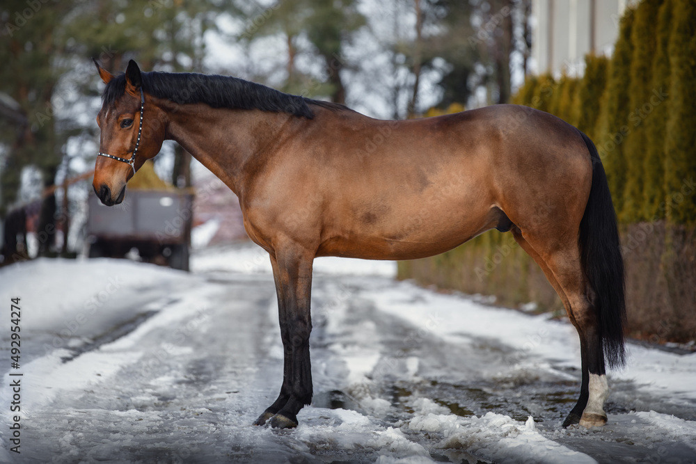 portrait of beautiful eventing trakehner gelding horse in winter portrait of beautiful eventing trakehner gelding horse in winter