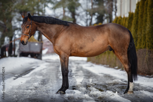 portrait of beautiful eventing trakehner gelding horse in winter