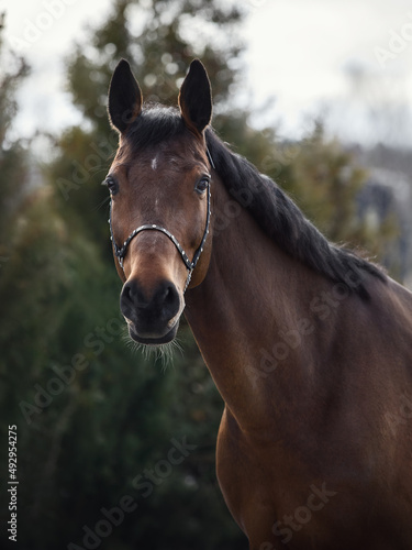 closeup portrait of beautiful eventing trakehner gelding horse with halter