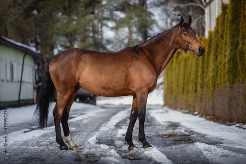 portrait of beautiful eventing trakehner gelding horse in winter © vprotastchik
