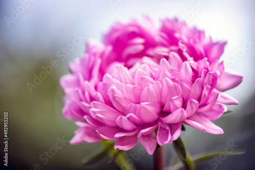 flower nature bloomblossom beautiful pink photo