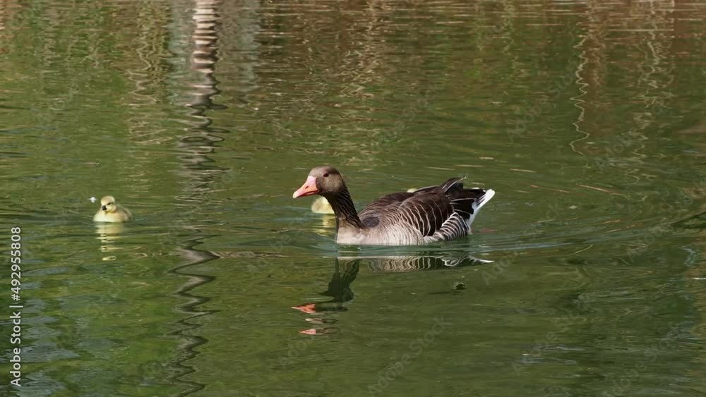 Family of greylag geese with small babies. The greylag goose, Anser anser is a large goose species of the waterfowl family Anatidae Family of greylag geese with small babies. The greylag goose, Anser anser is a large goose species of the waterfowl family Anatidae