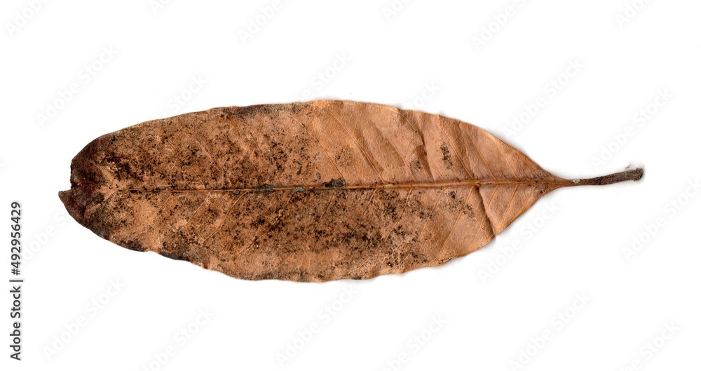 autumn dry leaf isolated on white background autumn dry leaf isolated on white background