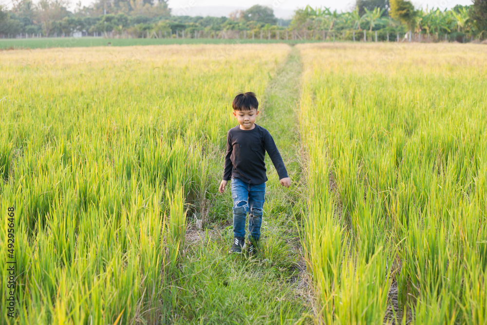 Boy walking on the path in green paddy field. Little boy enjoy green grass nature in the rice field background.
Boy walking on the path in green paddy field. Little boy enjoy green grass nature in the rice field background.
