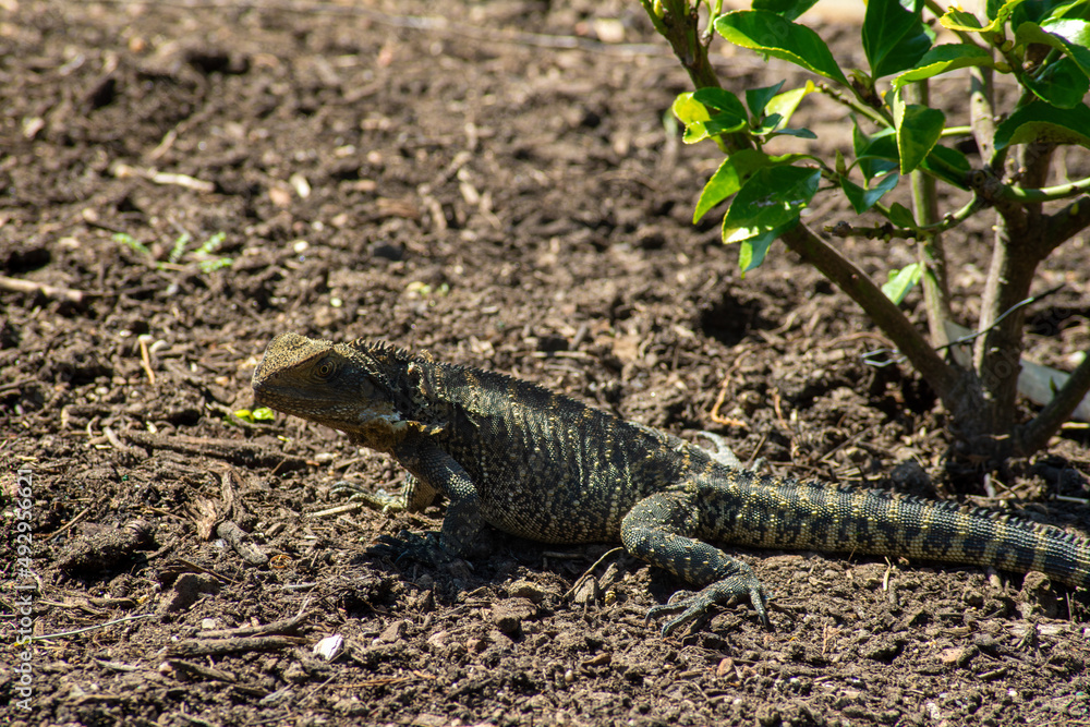 Fototapeta premium Australian water dragon (Intellagama lesueurii) in garden soaking up the sunshine