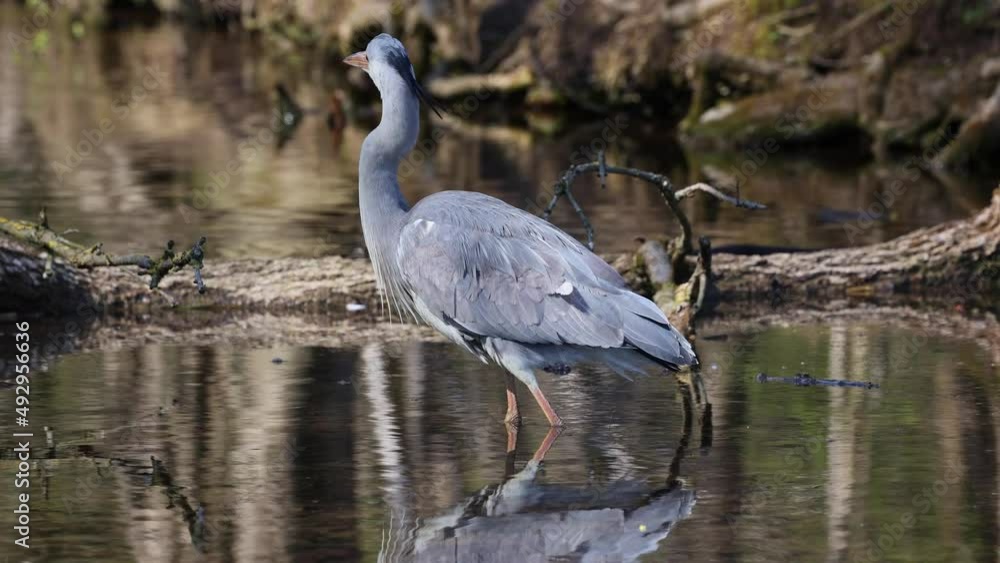 Grey heron, Ardea cinerea, a massive gray bird wading through a flat lake searching for fish, with fluffy feathers, large beak, long feathers on back side of head, scene from wild nature Grey heron, Ardea cinerea, a massive gray bird wading through a flat lake searching for fish, with fluffy feathers, large beak, long feathers on back side of head, scene from wild nature