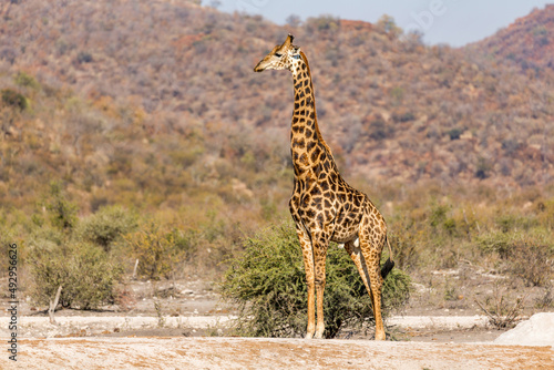 Giraffe © multilens