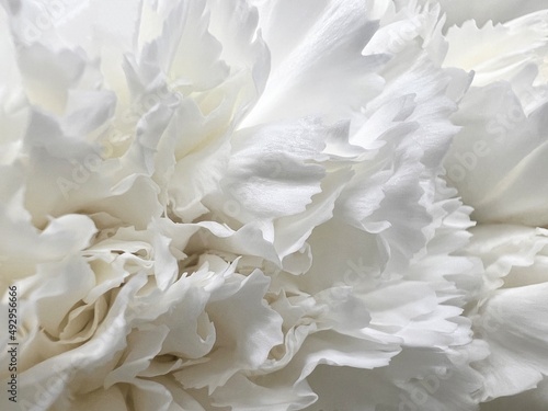 Close up white Carnations petals white flower isolated background  © Nittaya