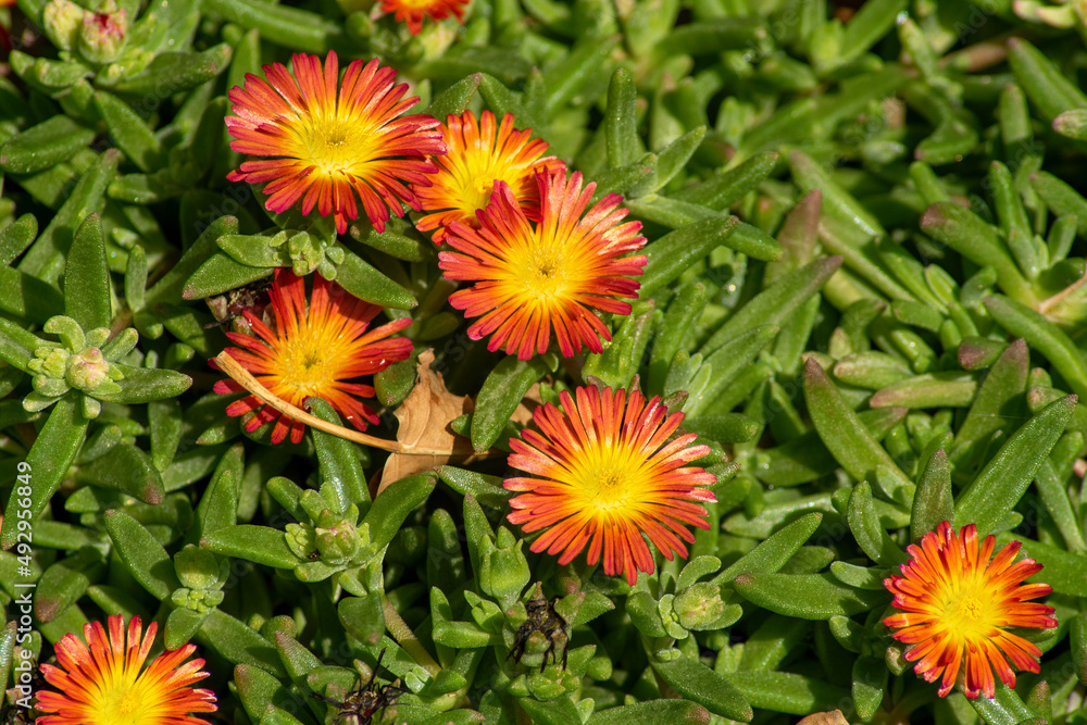 Ice-plant (delosperma nubigenum) flowers, orange with yellow centre Ice-plant (delosperma nubigenum) flowers, orange with yellow centre