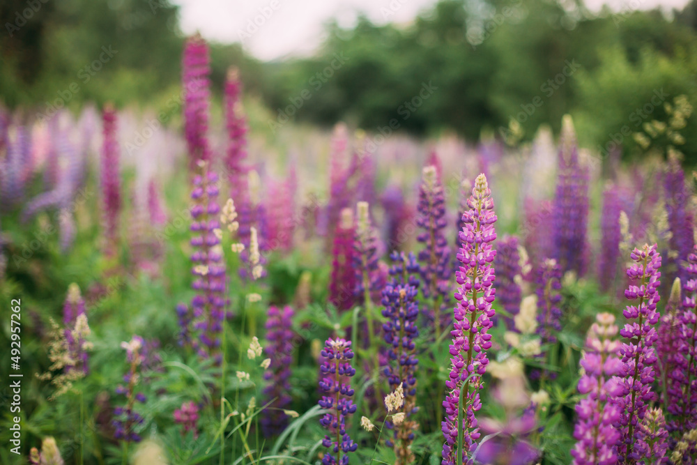 A field of purple, pink, white lupines at dusk A field of purple, pink, white lupines at dusk