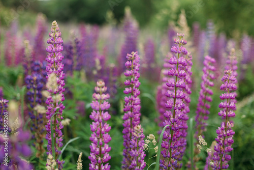 A field of purple, pink, white lupines at dusk