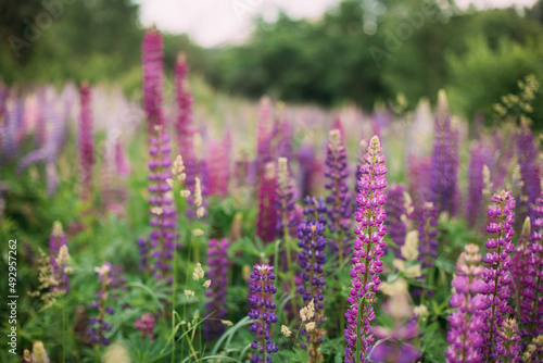 A field of purple  pink  white lupines at dusk