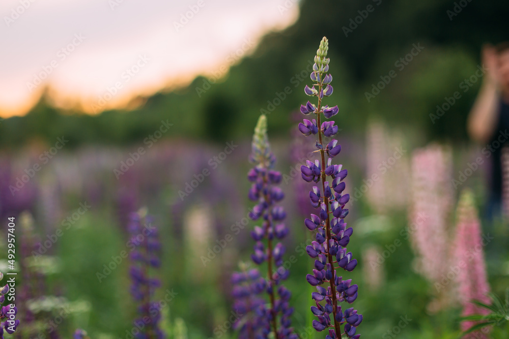 A field of purple, pink, white lupines at dusk A field of purple, pink, white lupines at dusk