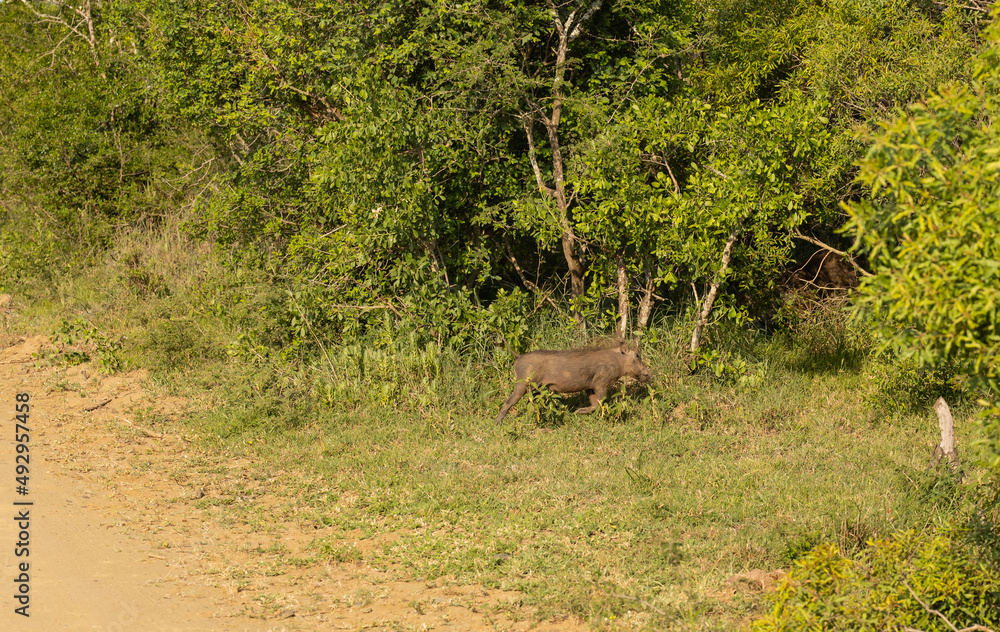 Warzenschwein im Naturreservat Hluhluwe Nationalpark Südafrika Warzenschwein im Naturreservat Hluhluwe Nationalpark Südafrika