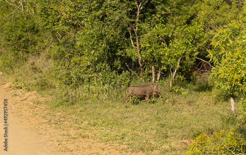 Warzenschwein im Naturreservat Hluhluwe Nationalpark Südafrika © ShDrohnenFly