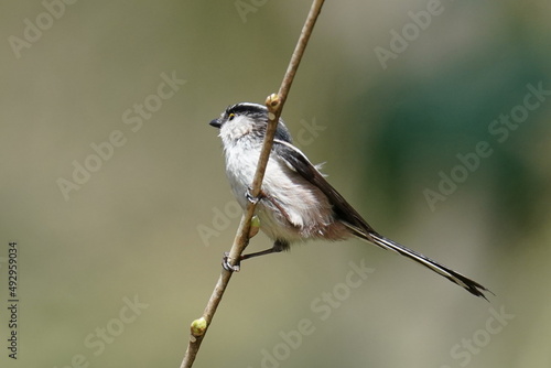 long tailed tit on the branch