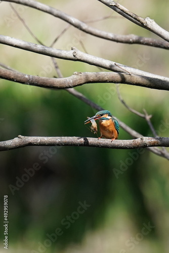 kingfisher in the forest photo