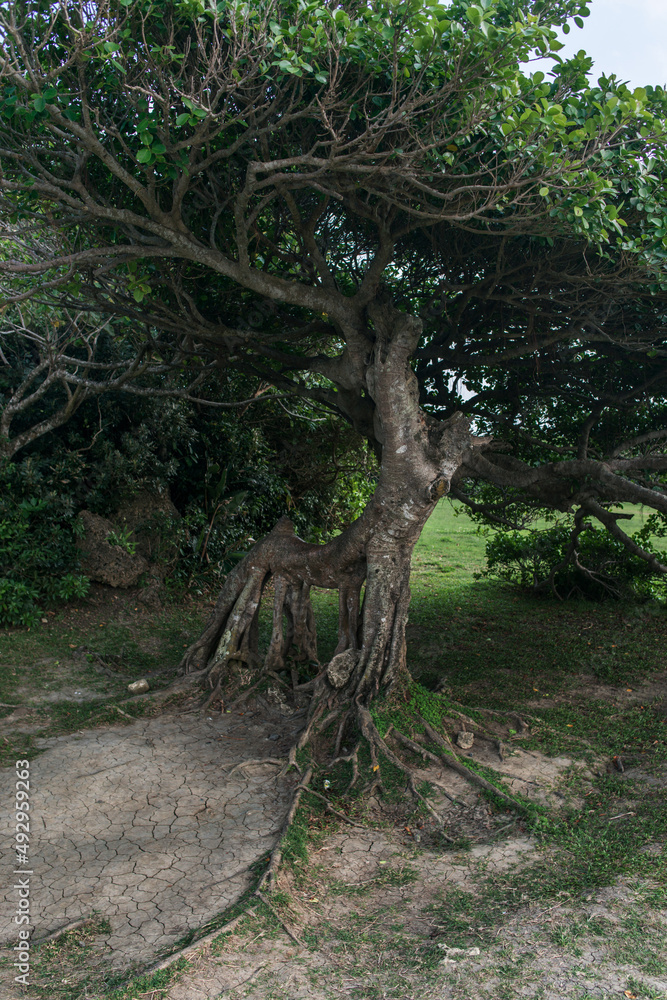 Tree with intertwining dense branches Tree with intertwining dense branches
