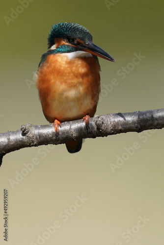 kingfisher in the forest photo