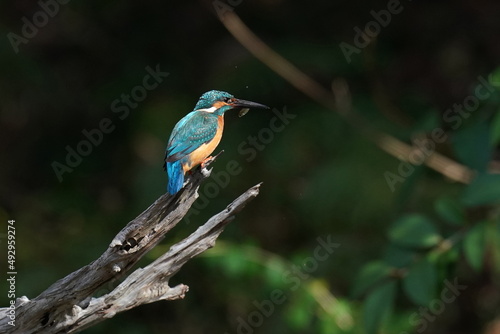 kingfisher in the forest