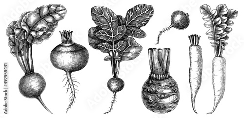 Fresh root vegetables collection. Root plants sketches set. Garden vegetable vector drawings. Hand-sketched beet, radish, daikon, celery, turnip illustration. For menu, recipe, packaging, markets