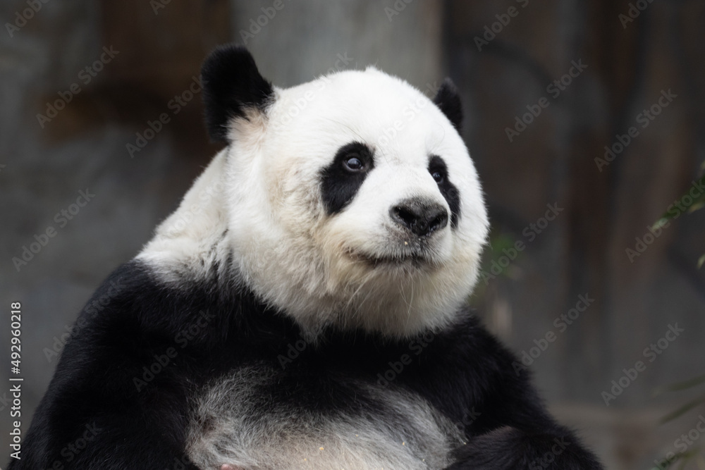 a portrait of female panda in Thailand a portrait of female panda in Thailand
