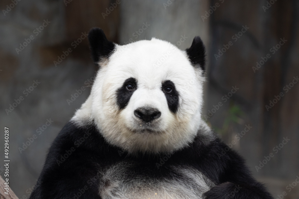 a portrait of female panda in Thailand a portrait of female panda in Thailand