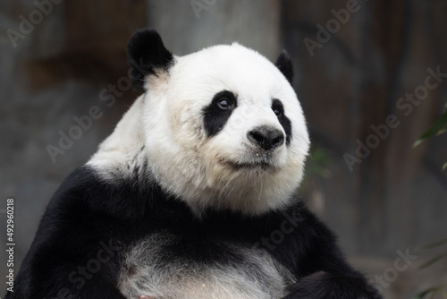 a portrait of female panda in Thailand © foreverhappy