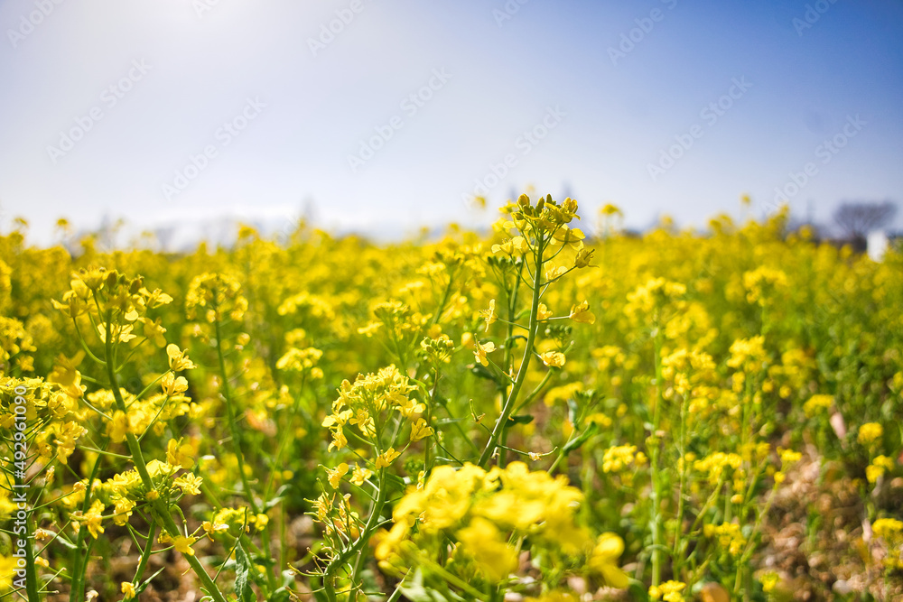 菜の花畑 菜の花畑