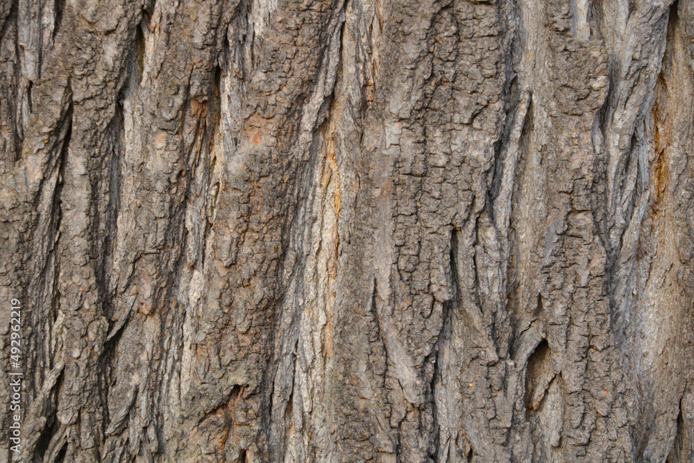 Close-up of the texture of the bark of the tree. Close-up of the texture of the bark of the tree.