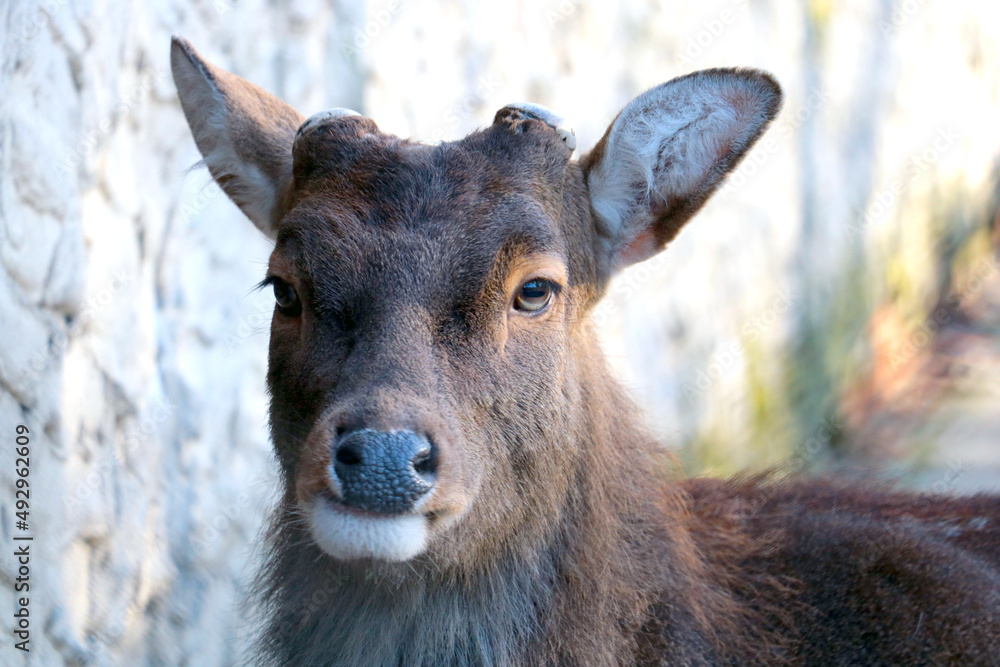 Close-up of a beautiful deer without antlers. Close-up of a beautiful deer without antlers.