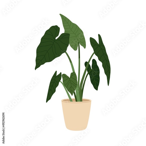 Alocasia macrorrhizos, potted house plant. Green-leaf giant taro growing in indoor planter. Big foliage houseplant. Home and office decoration. Flat vector illustration isolated on white background