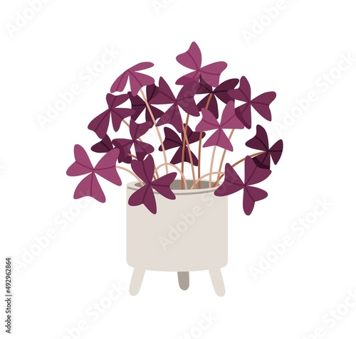 Oxalis triangularis, potted house plant. Pink wood sorrel growing in planter....