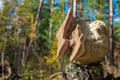 Birch chaga on a stump. Dried mushroom grown on a tree in the forest.  For the treatment of cardiovascular and oncological diseases, diabetes. Soft focus. photo