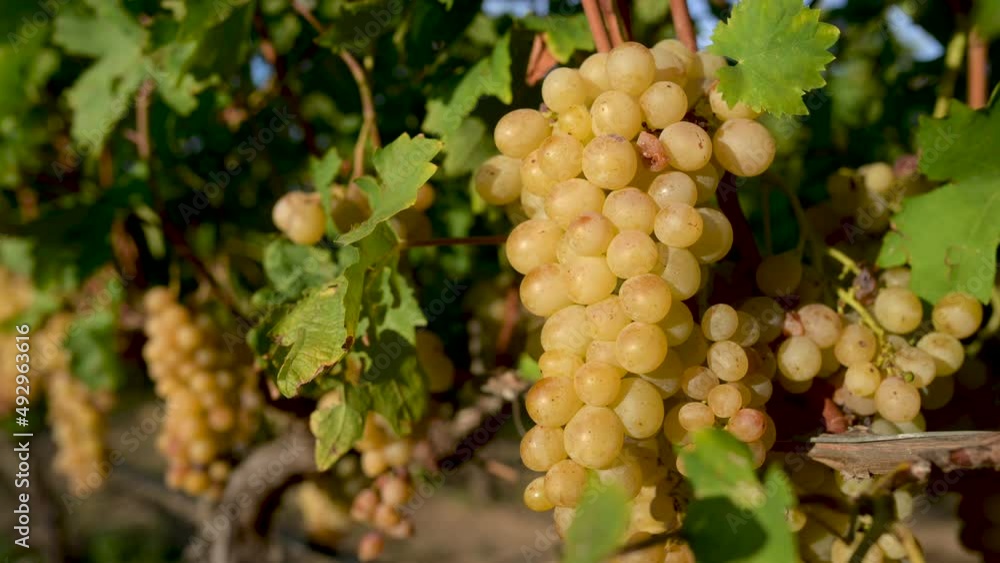 Clusters of ripe grapes in Tuscany vineyard, Italy. Grapes on the vine for making red or white wine. Grape harvest in Italy. Clusters of ripe grapes in Tuscany vineyard, Italy. Grapes on the vine for making red or white wine. Grape harvest in Italy.