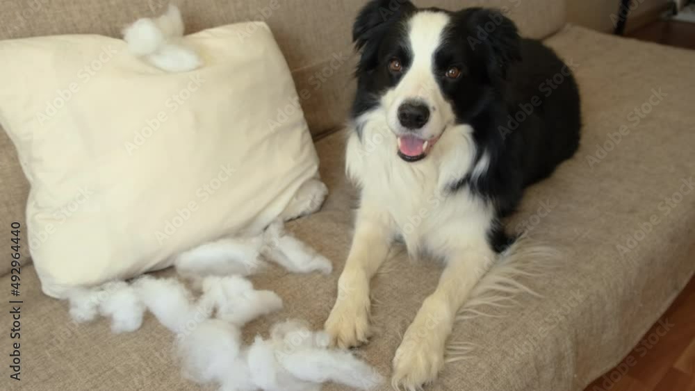 Naughty playful puppy dog border collie after mischief biting pillow lying on couch at home. Guilty dog and destroyed living room. Damage messy home and puppy with funny guilty look Naughty playful puppy dog border collie after mischief biting pillow lying on couch at home. Guilty dog and destroyed living room. Damage messy home and puppy with funny guilty look