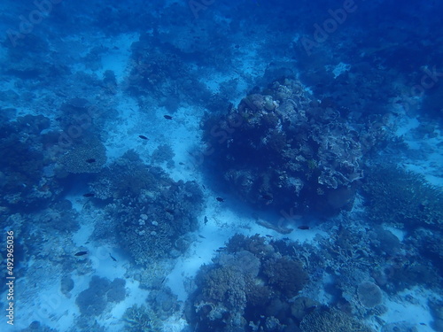 東ティモール アタウロ島の珊瑚礁