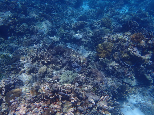 東ティモール　アタウロ島の珊瑚礁 © 旅祐