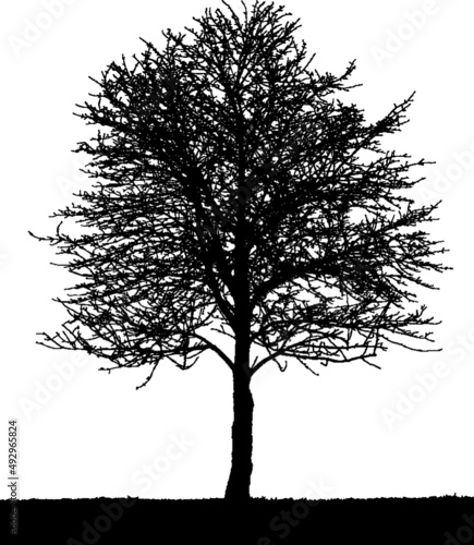 Black vector image of a silhouette of a small tree in winter  isolated on a white background.