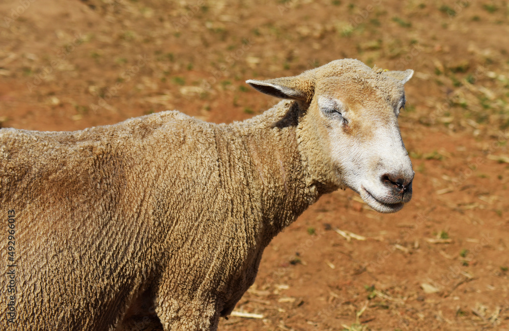 Milky white sheep live in the foothills of northern Thailand. Milky white sheep live in the foothills of northern Thailand.