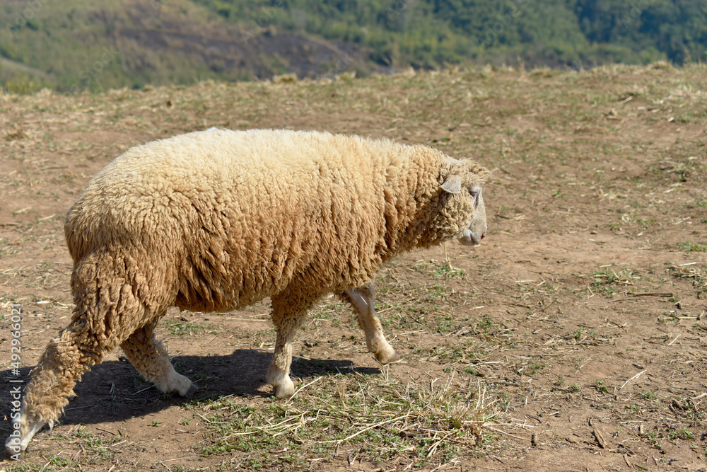 Milky white sheep live in the foothills of northern Thailand. Milky white sheep live in the foothills of northern Thailand.