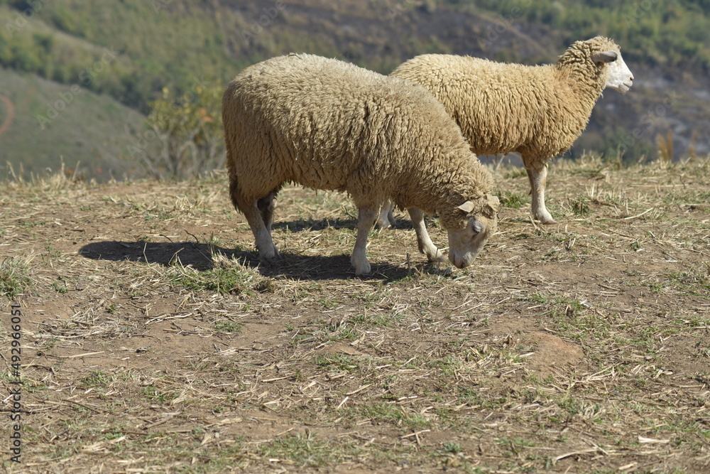 Milky white sheep live in the foothills of northern Thailand. Milky white sheep live in the foothills of northern Thailand.
