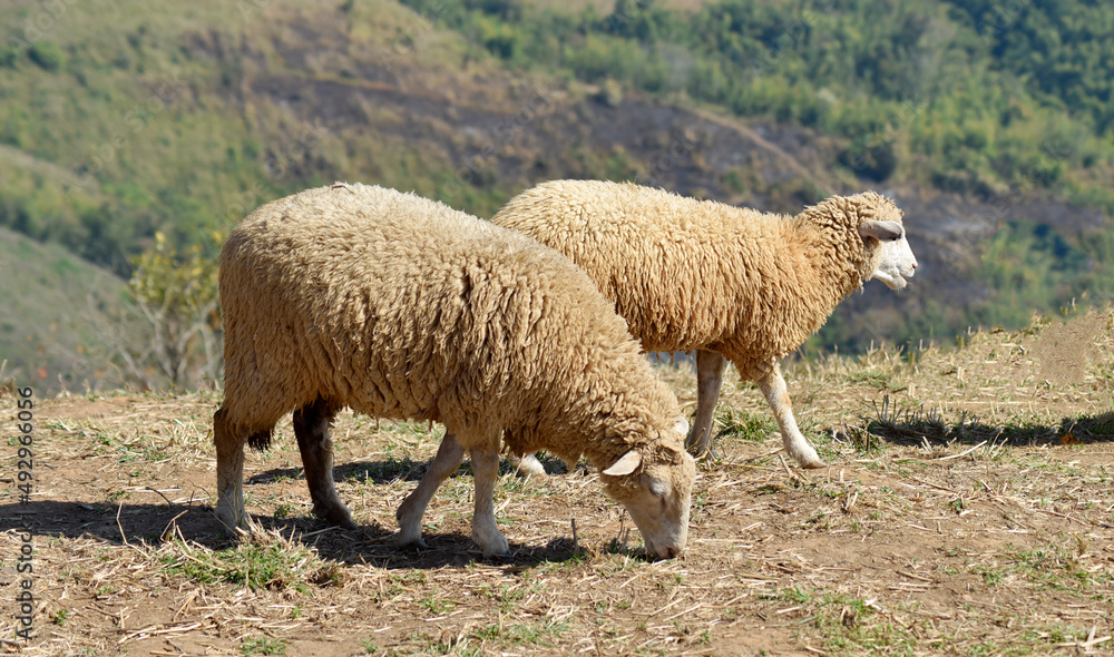 Milky white sheep live in the foothills of northern Thailand. Milky white sheep live in the foothills of northern Thailand.