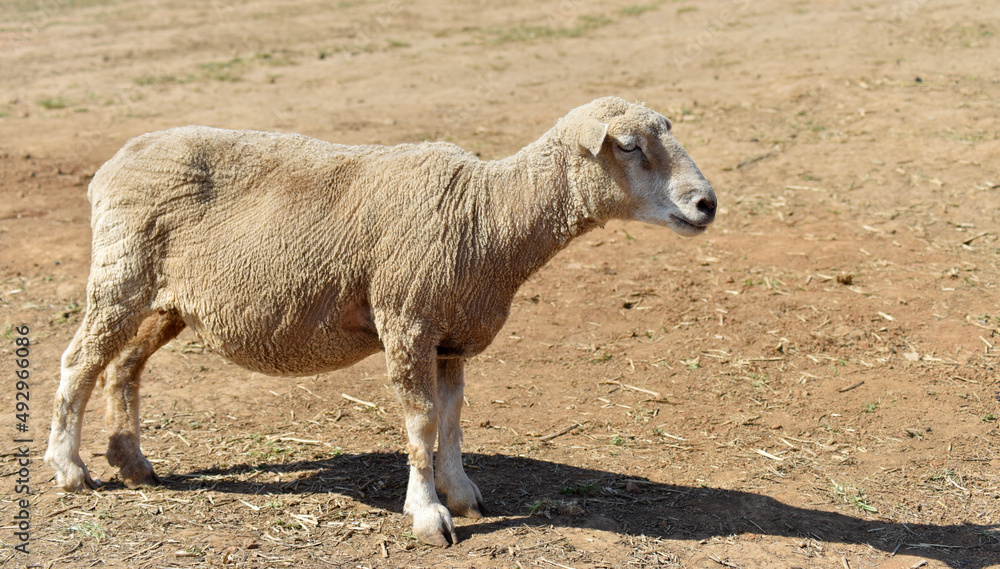 Milky white sheep live in the foothills of northern Thailand. Milky white sheep live in the foothills of northern Thailand.