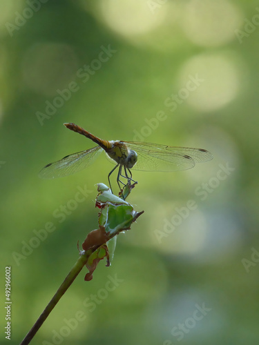 Dragonfly standing on top of a plant