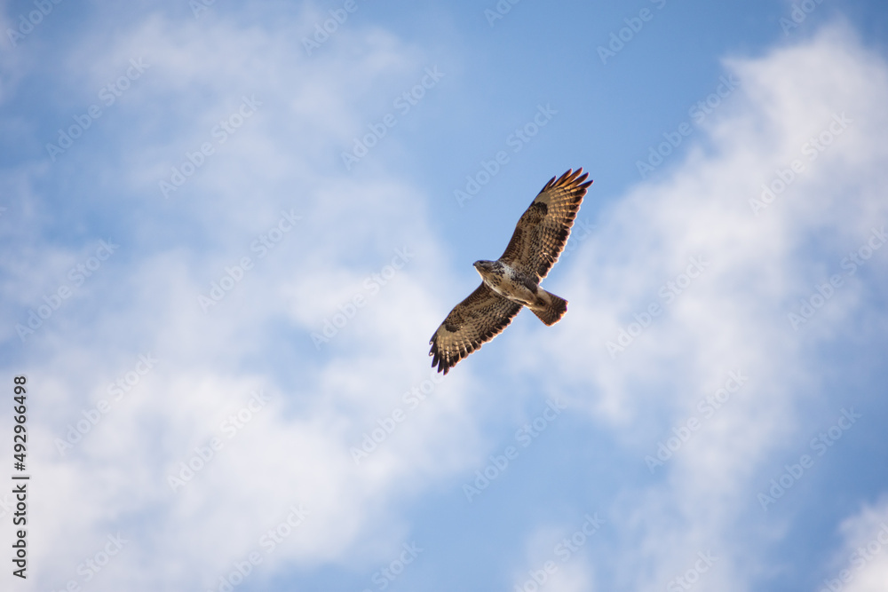 Fototapeta premium Buzzard in flight