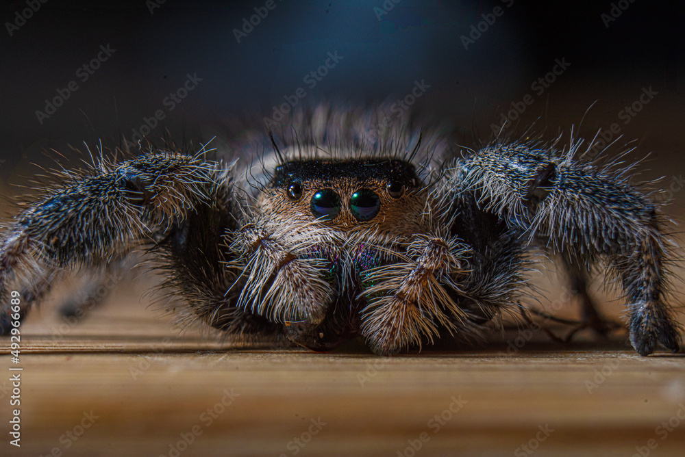 Regal Jumping Spider Regal Jumping Spider