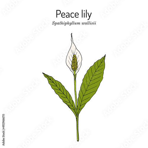 Peace lily, white sails, or spathe flower Spathiphyllum wallisii , house plant